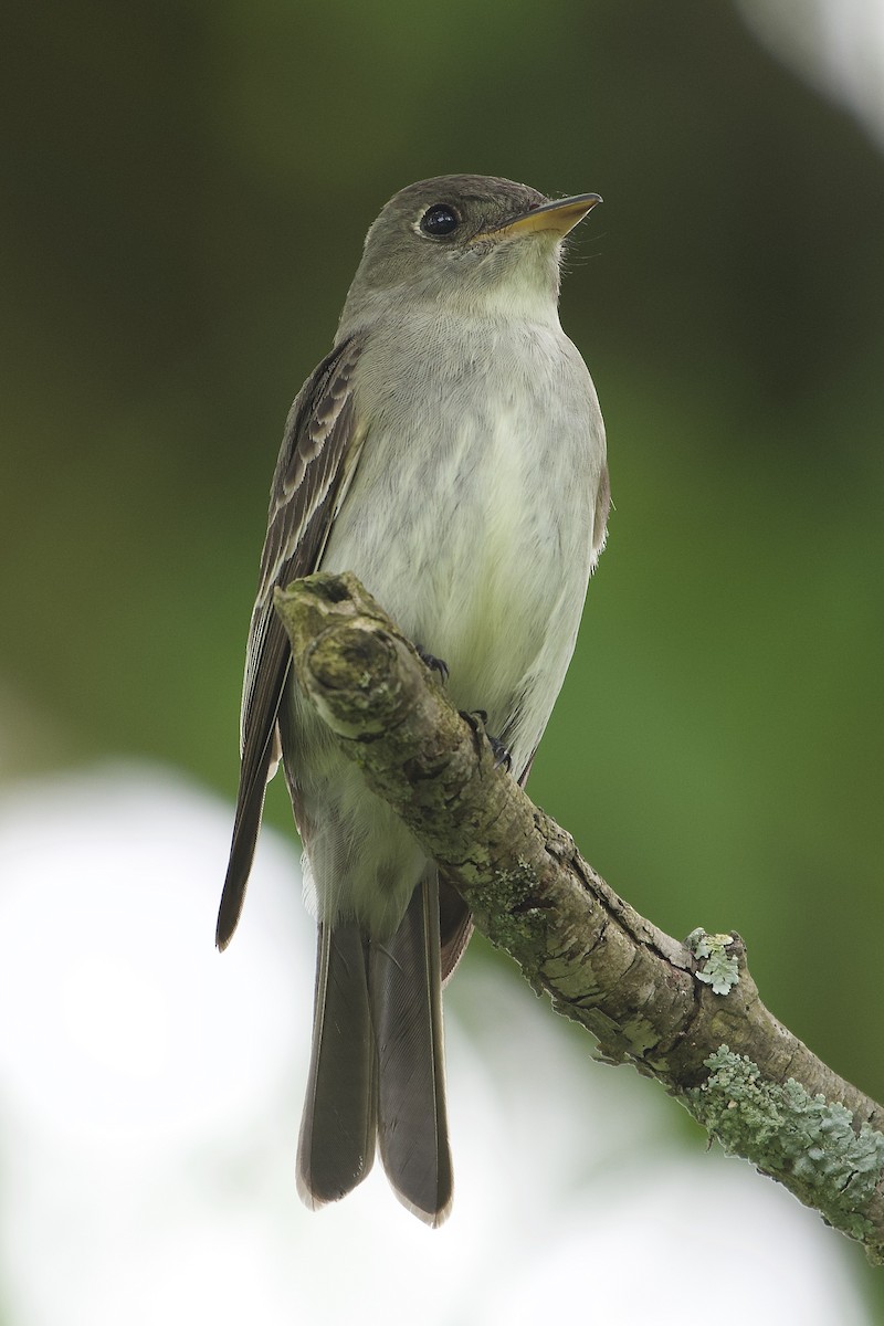 Eastern Wood-Pewee - ML234982721