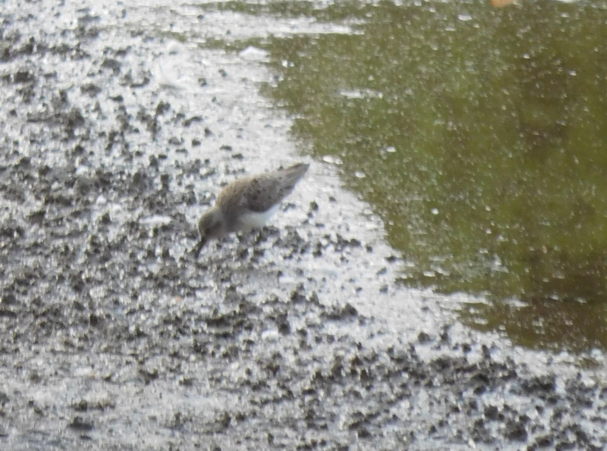 Semipalmated Sandpiper - ML234983491