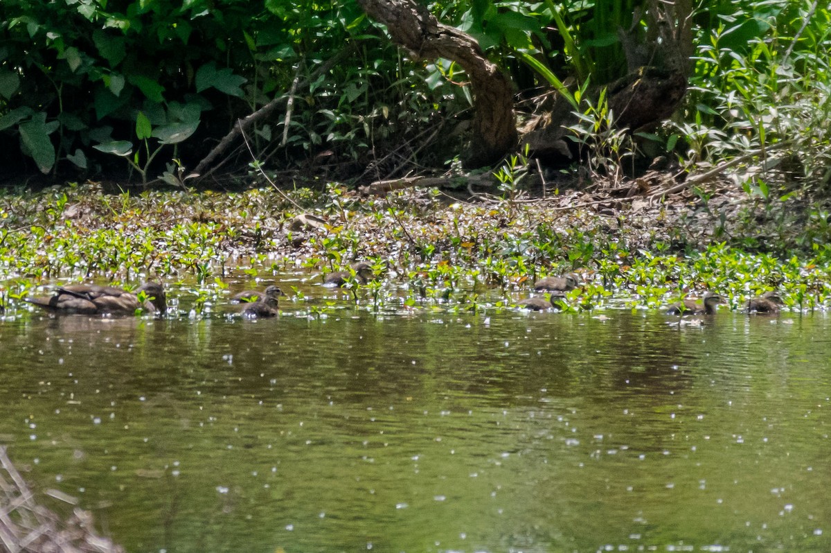 Wood Duck - ML234983511
