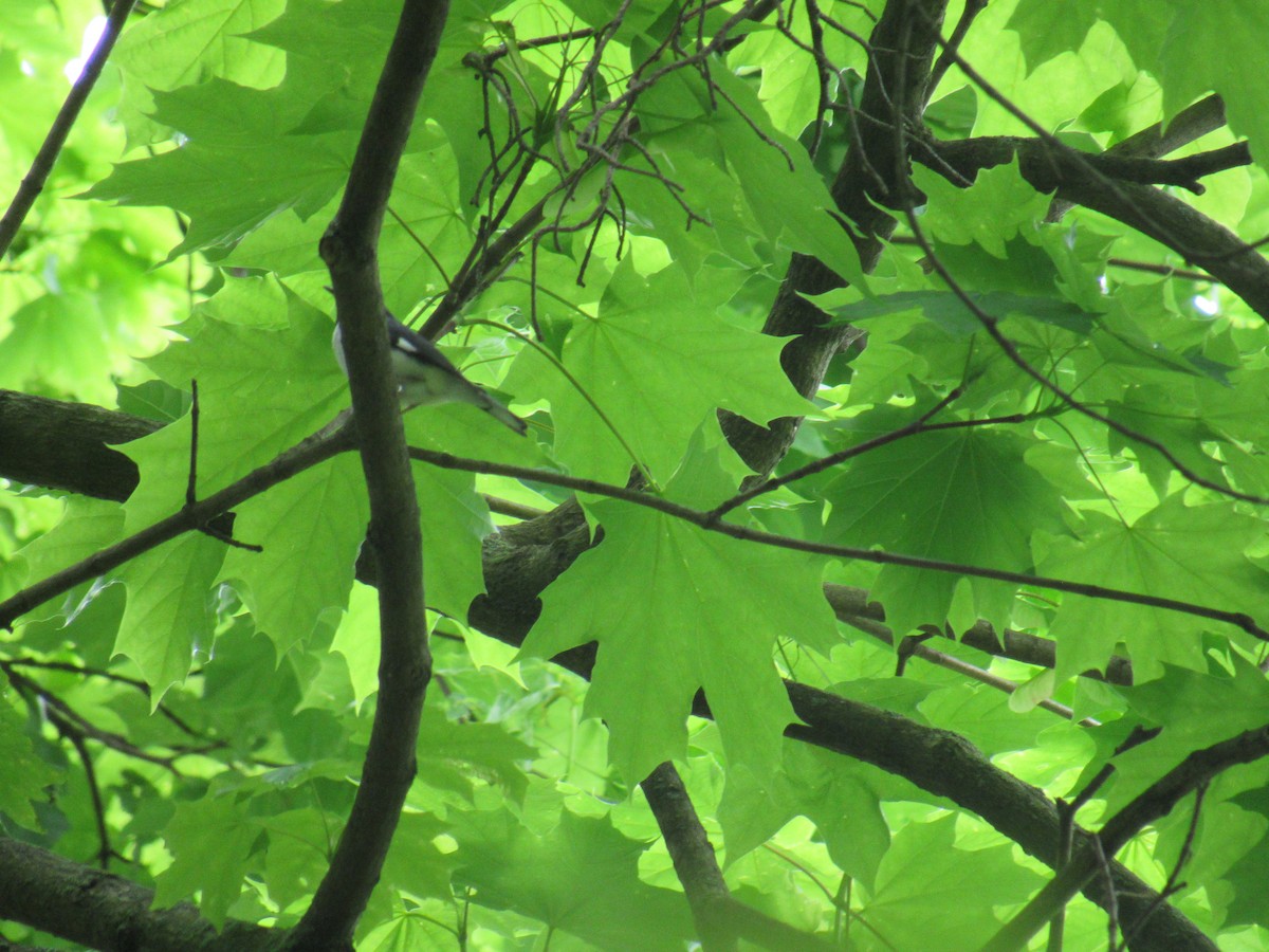 Black-throated Blue Warbler - ML234984411