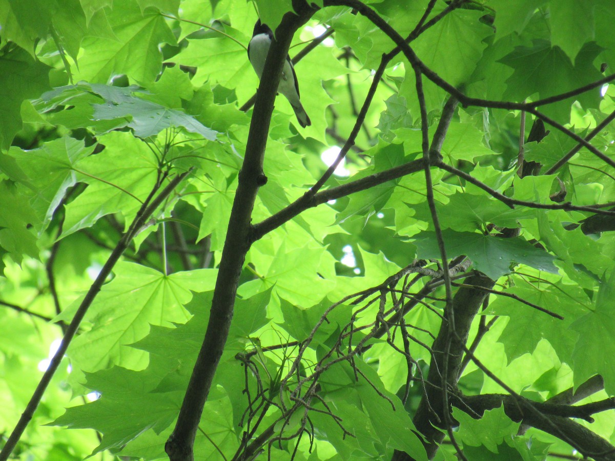 Black-throated Blue Warbler - ML234984451