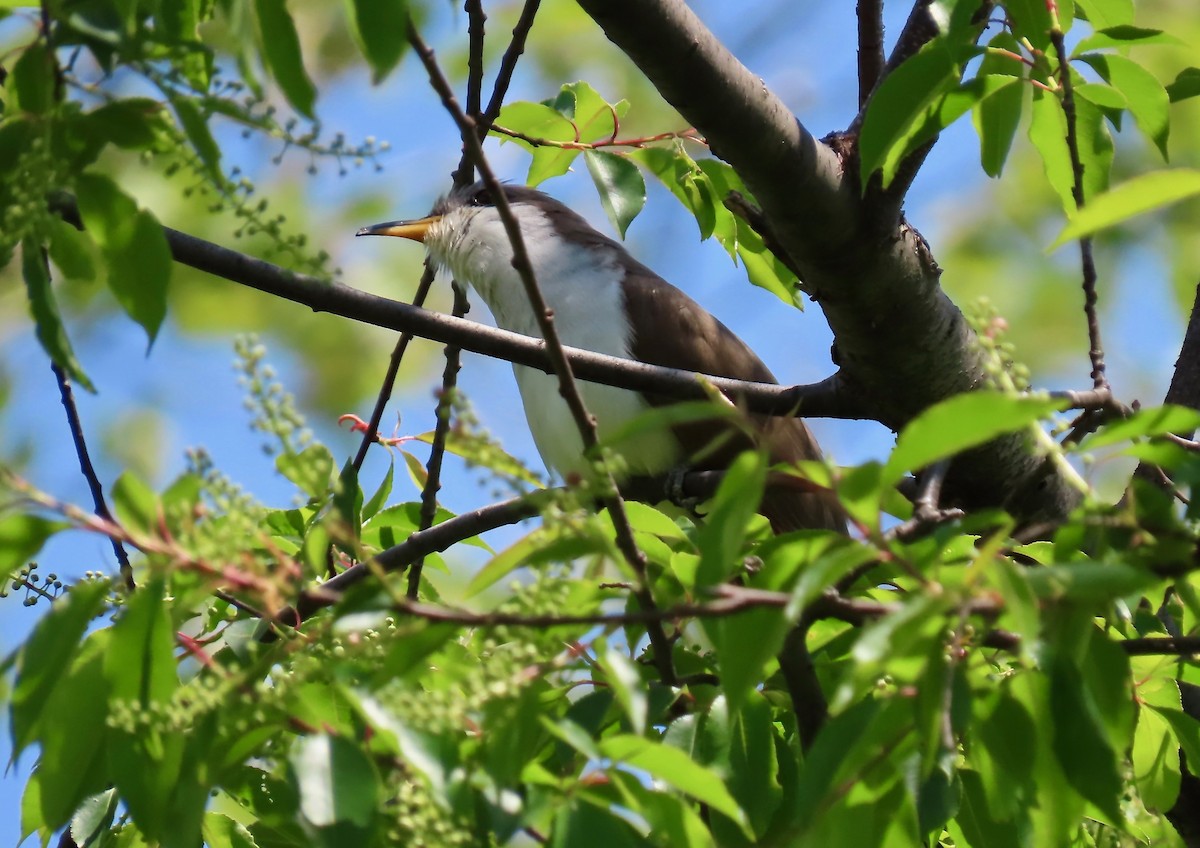 Yellow-billed Cuckoo - ML234984481