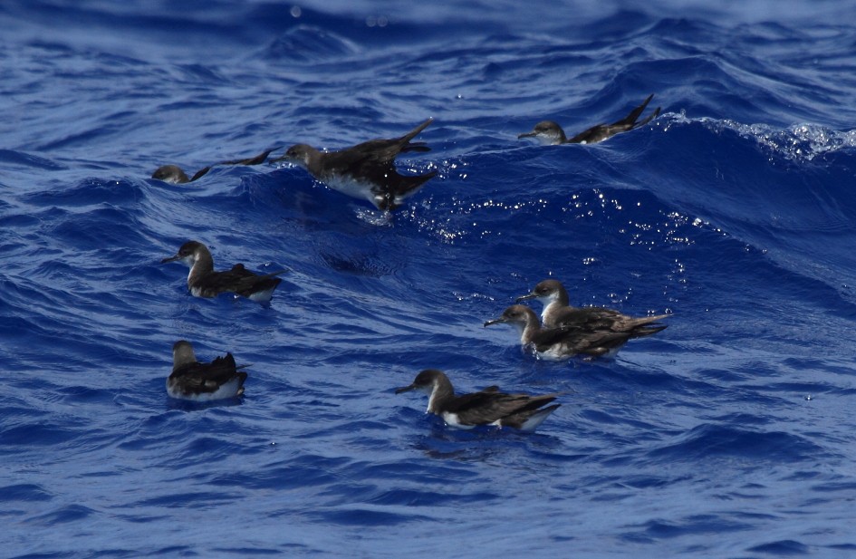 Manx Shearwater - Fabio Olmos