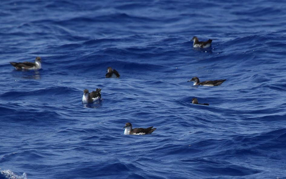 Manx Shearwater - Fabio Olmos