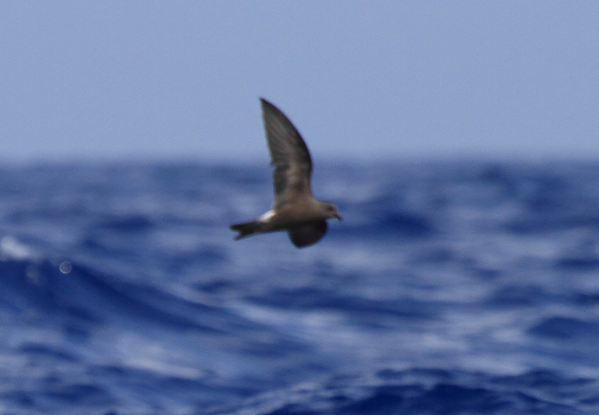 Leach's Storm-Petrel - ML234986091