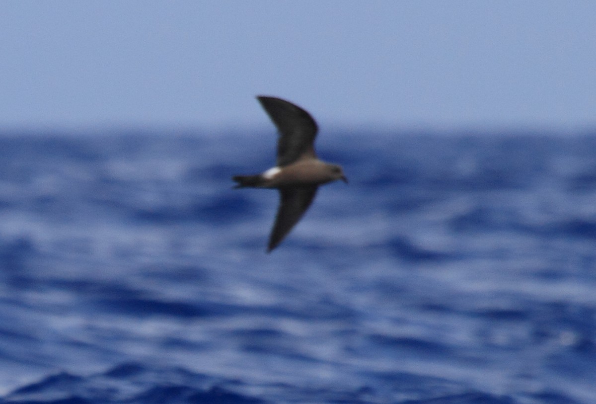 Leach's Storm-Petrel - ML234986101