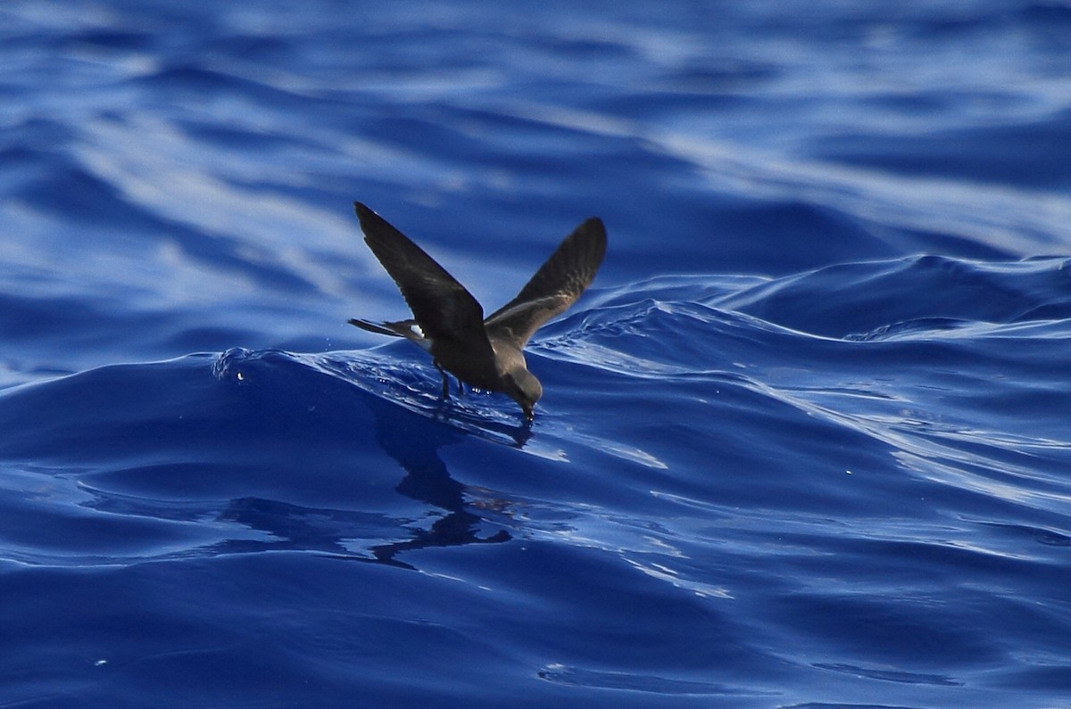 Leach's Storm-Petrel - ML234986211