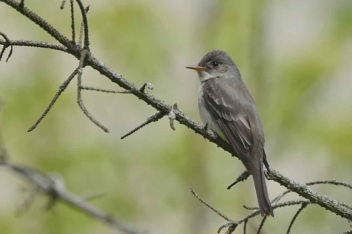 Eastern Wood-Pewee - Jonathan Irons