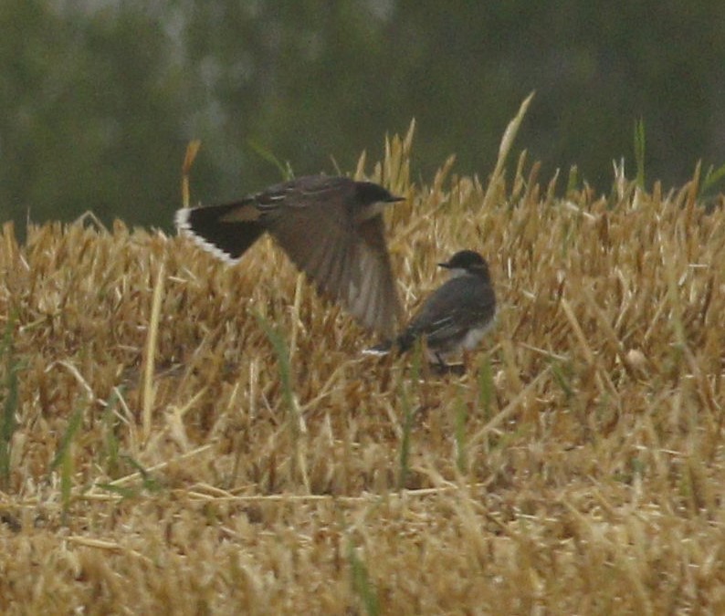 Schieferrücken-Königstyrann - ML234988561