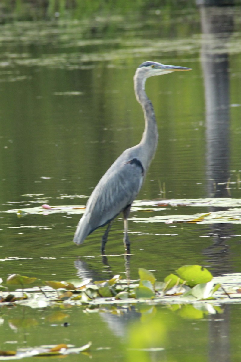 Great Blue Heron - David Marjamaa