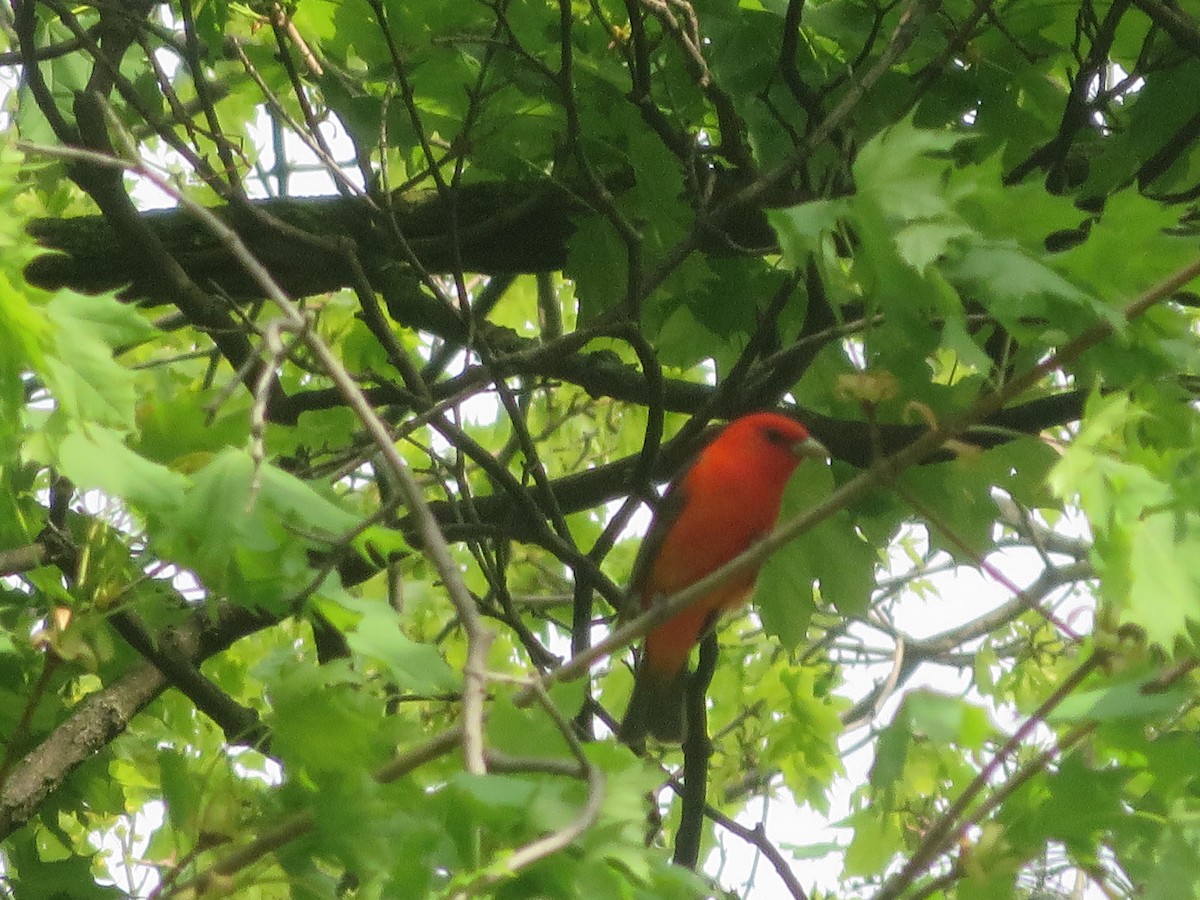 Scarlet Tanager - ML234990531