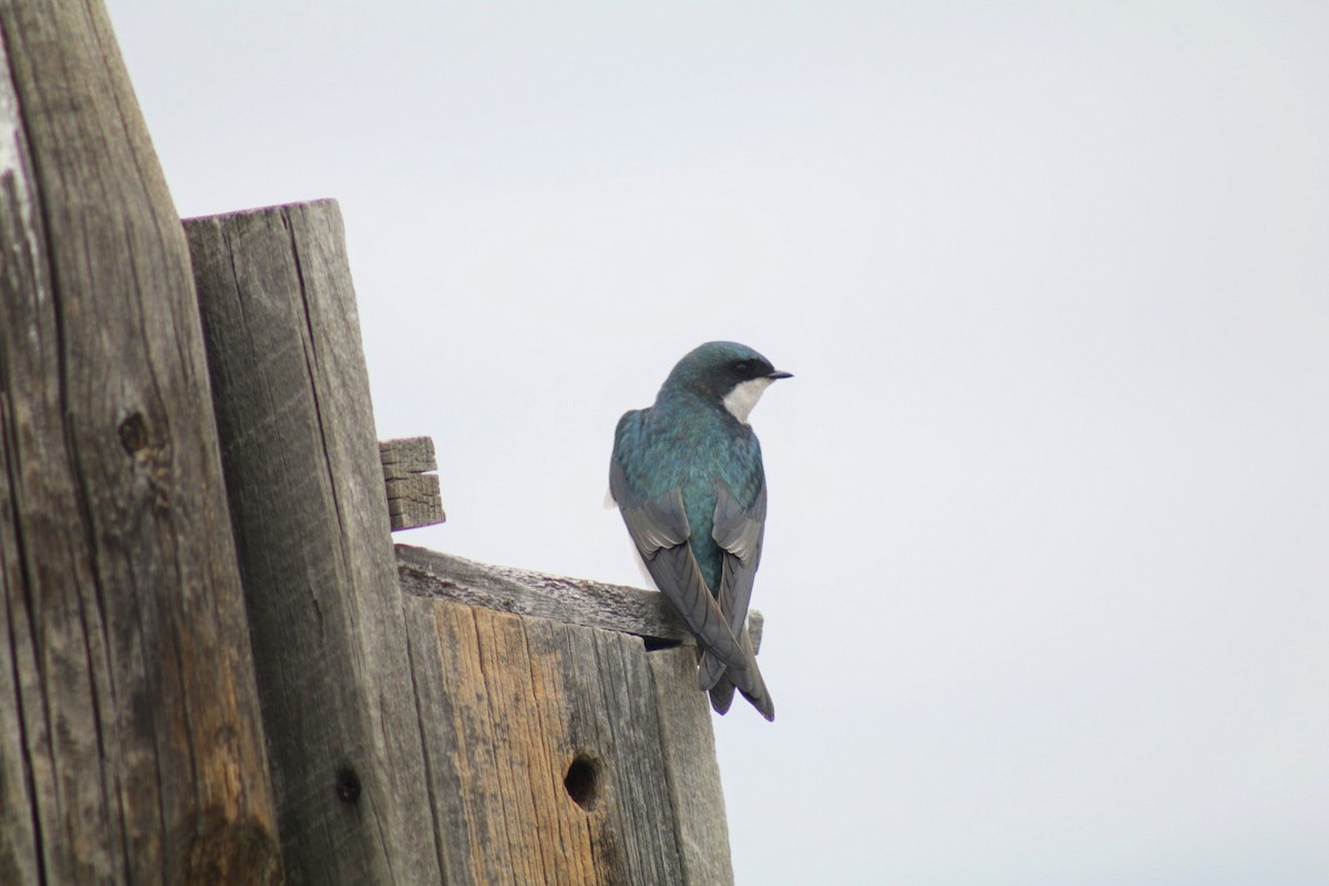 Golondrina Bicolor - ML234991421