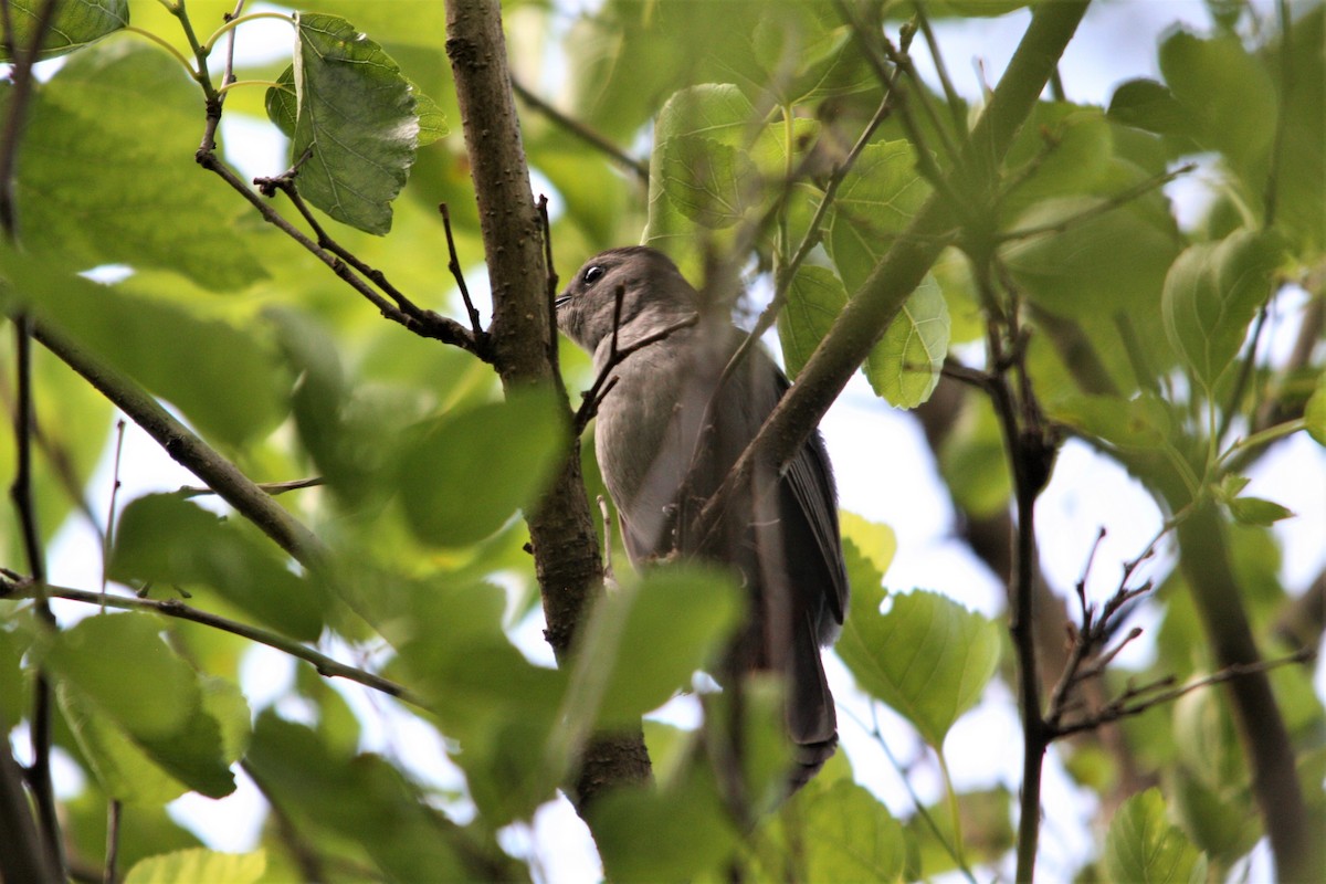 Gray Catbird - ML234991481