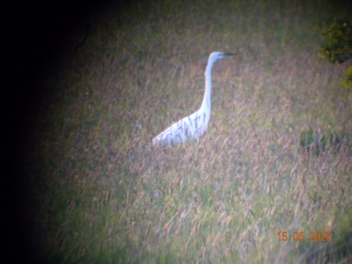 Great Egret - ML234991861