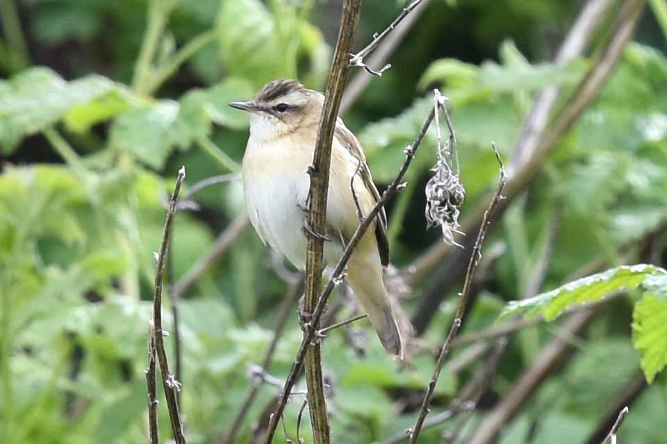 Sedge Warbler - Blair Whyte