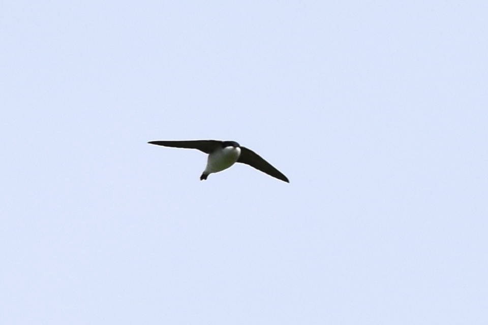 Western House-Martin - ML234994551