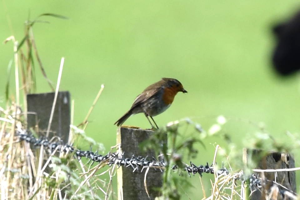 European Robin - ML234994761