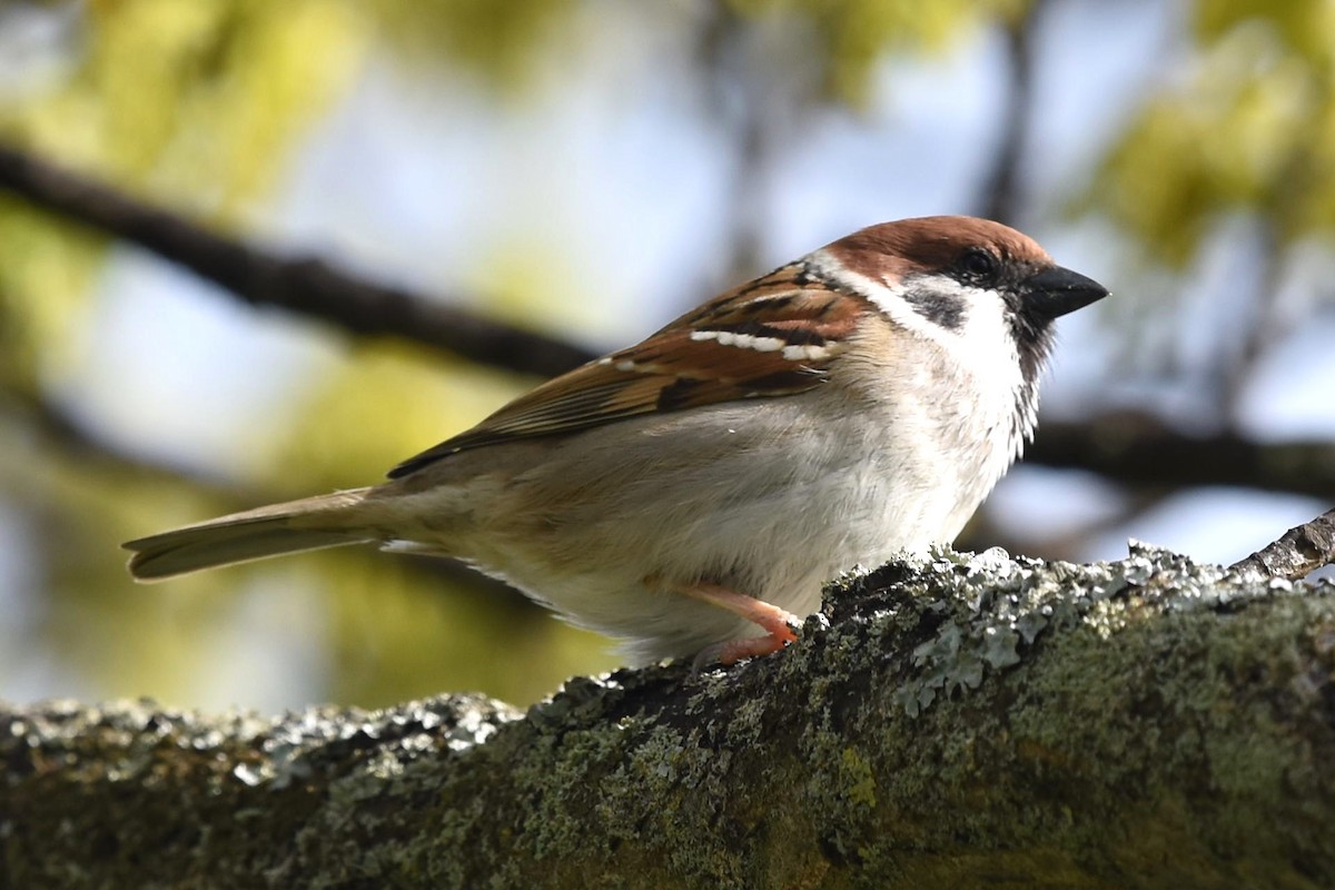Eurasian Tree Sparrow - ML234994951