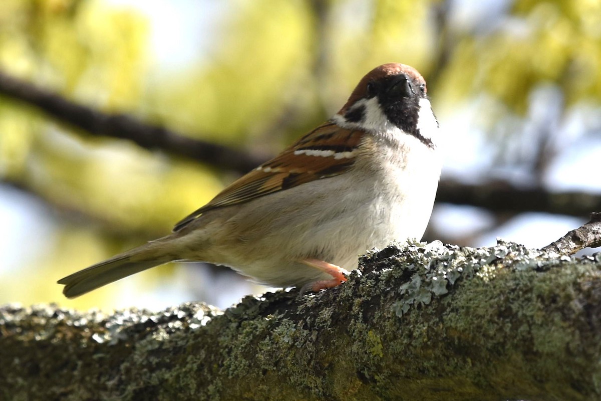 Eurasian Tree Sparrow - ML234995061