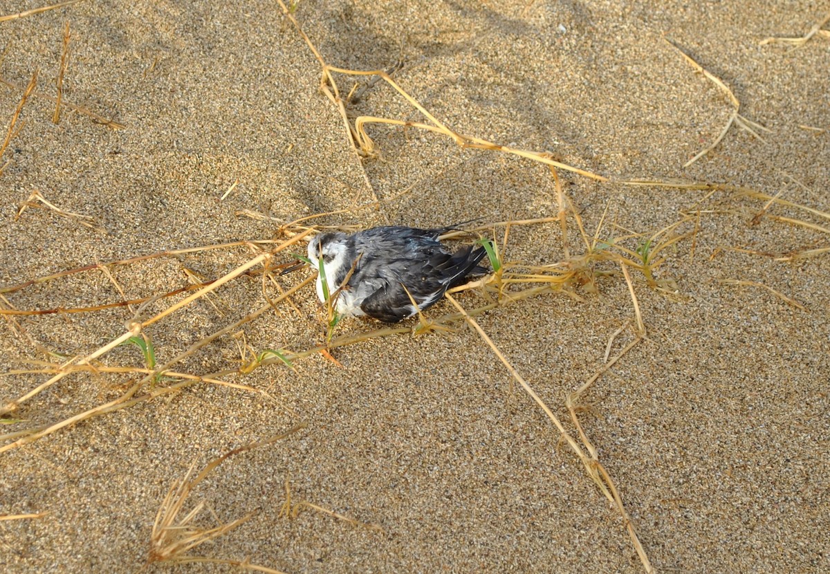 Red Phalarope - ML23499701