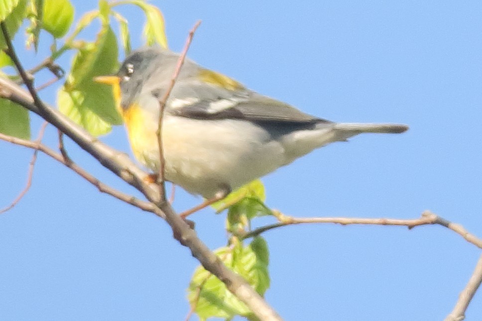 Northern Parula - ML234997721