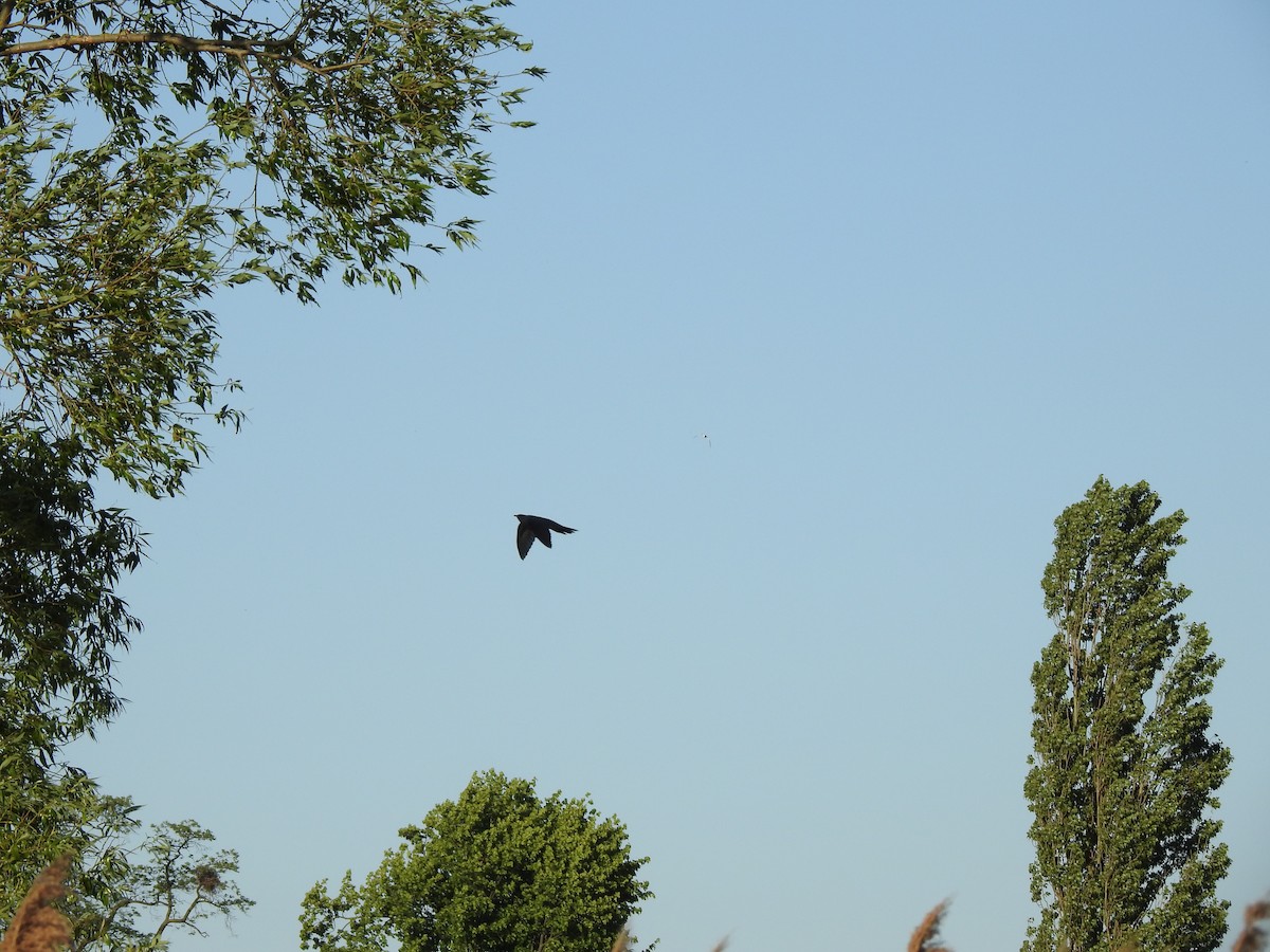 Common Cuckoo - ML234998271