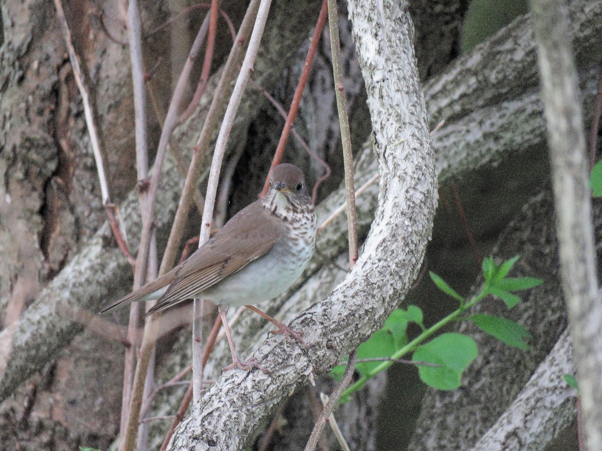 Gray-cheeked/Bicknell's Thrush - ML235000651