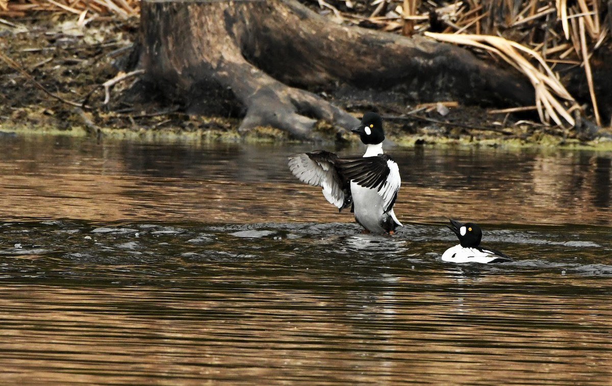 Common Goldeneye - Francois Dubois