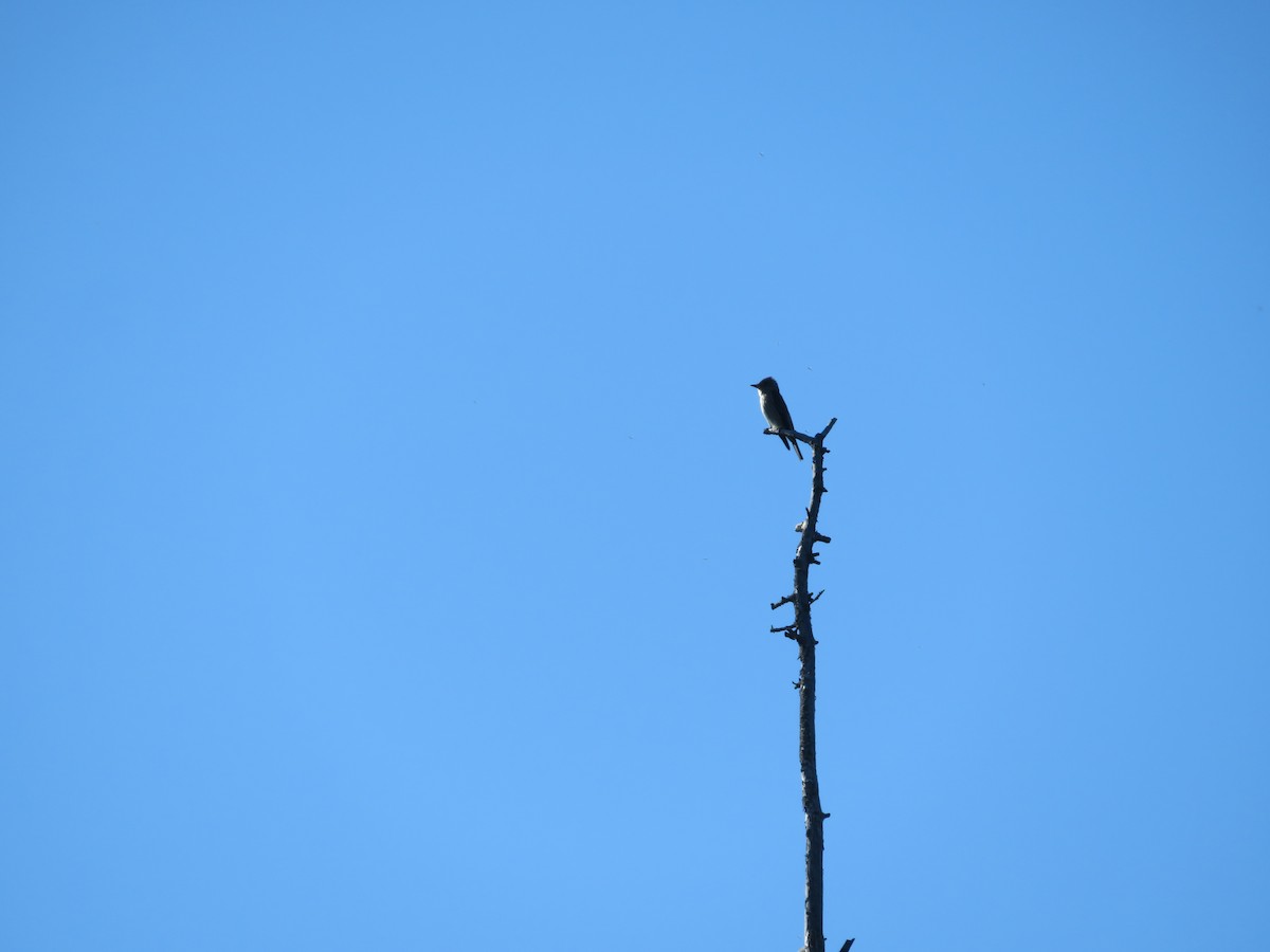 Olive-sided Flycatcher - ML235005141