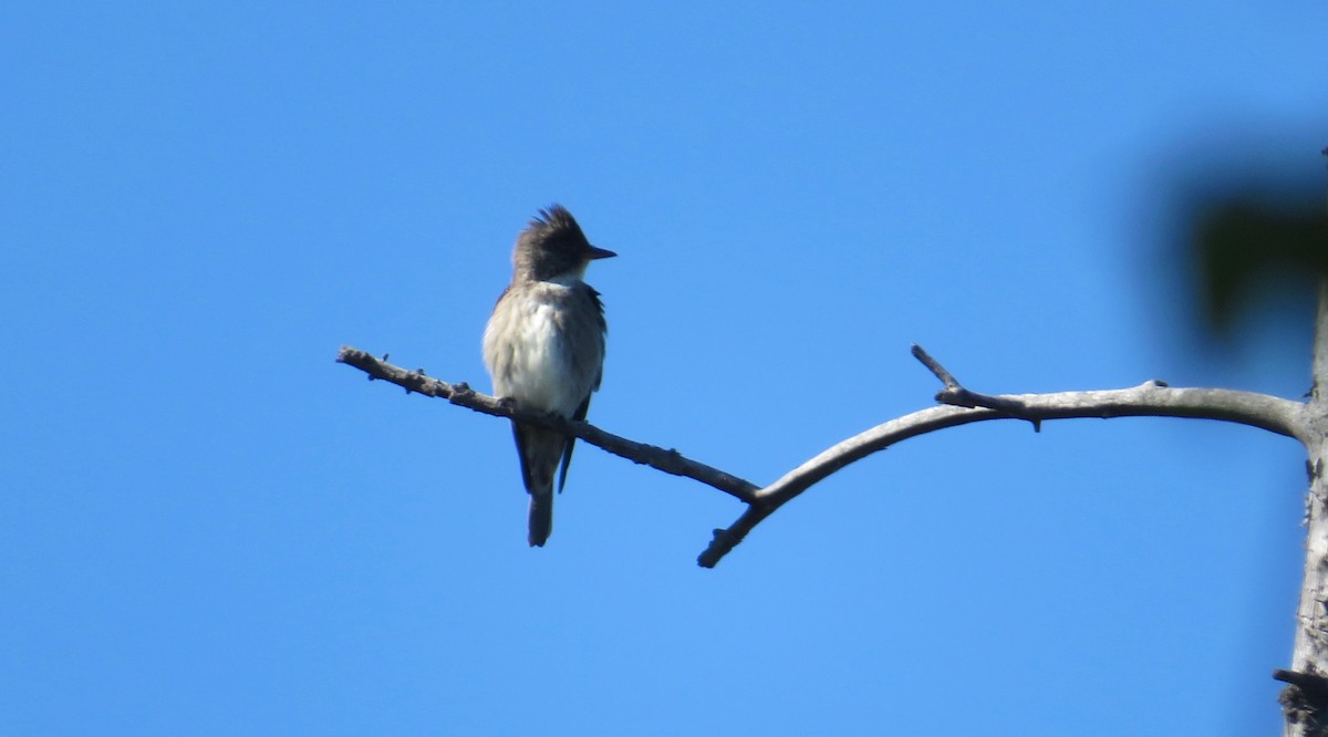 Olive-sided Flycatcher - ML235005521