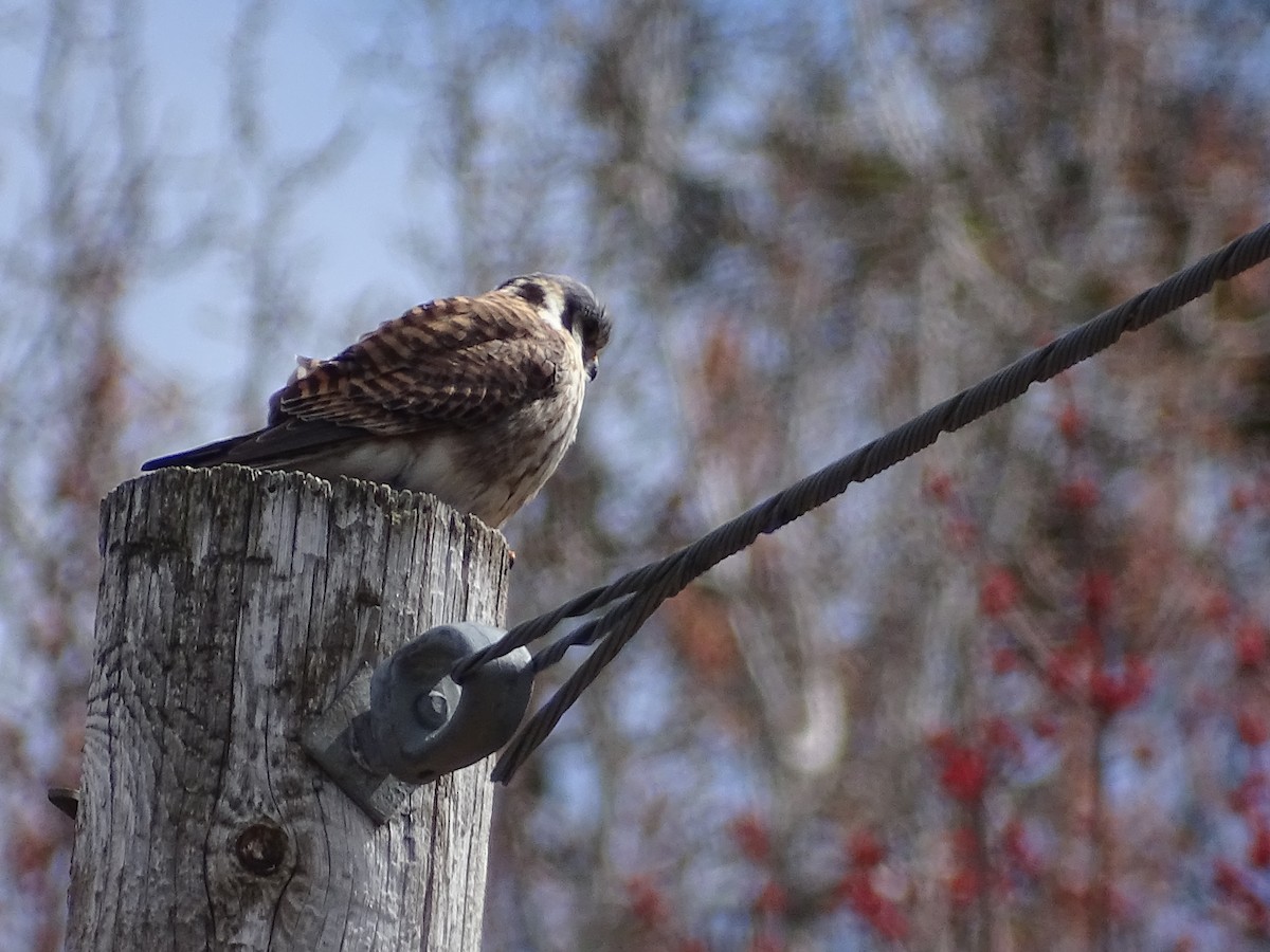 American Kestrel - ML235005691