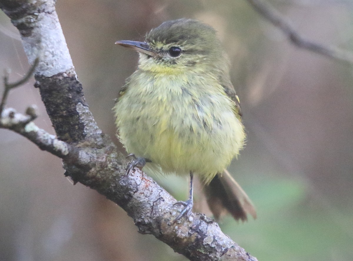 Restinga Tyrannulet - ML235006571