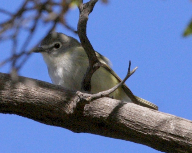 Cassin's Vireo - Richard Fuller