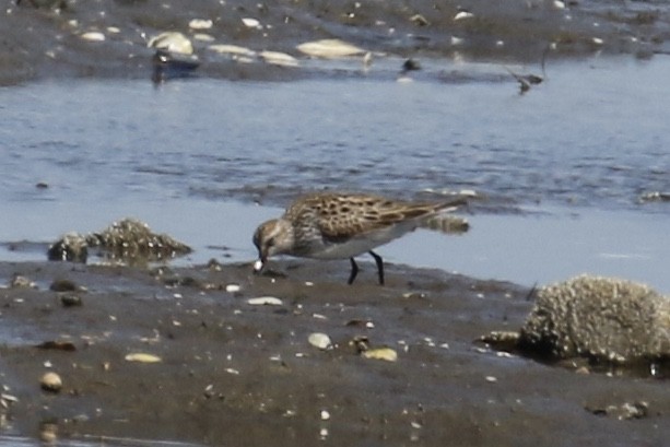 White-rumped Sandpiper - ML235010471