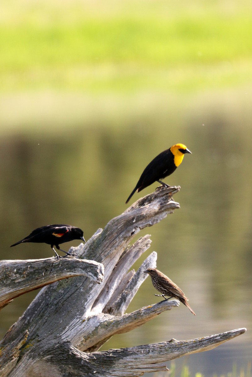 Yellow-headed Blackbird - Ian Adams