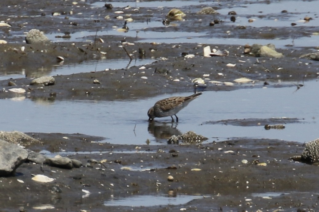 White-rumped Sandpiper - ML235010641