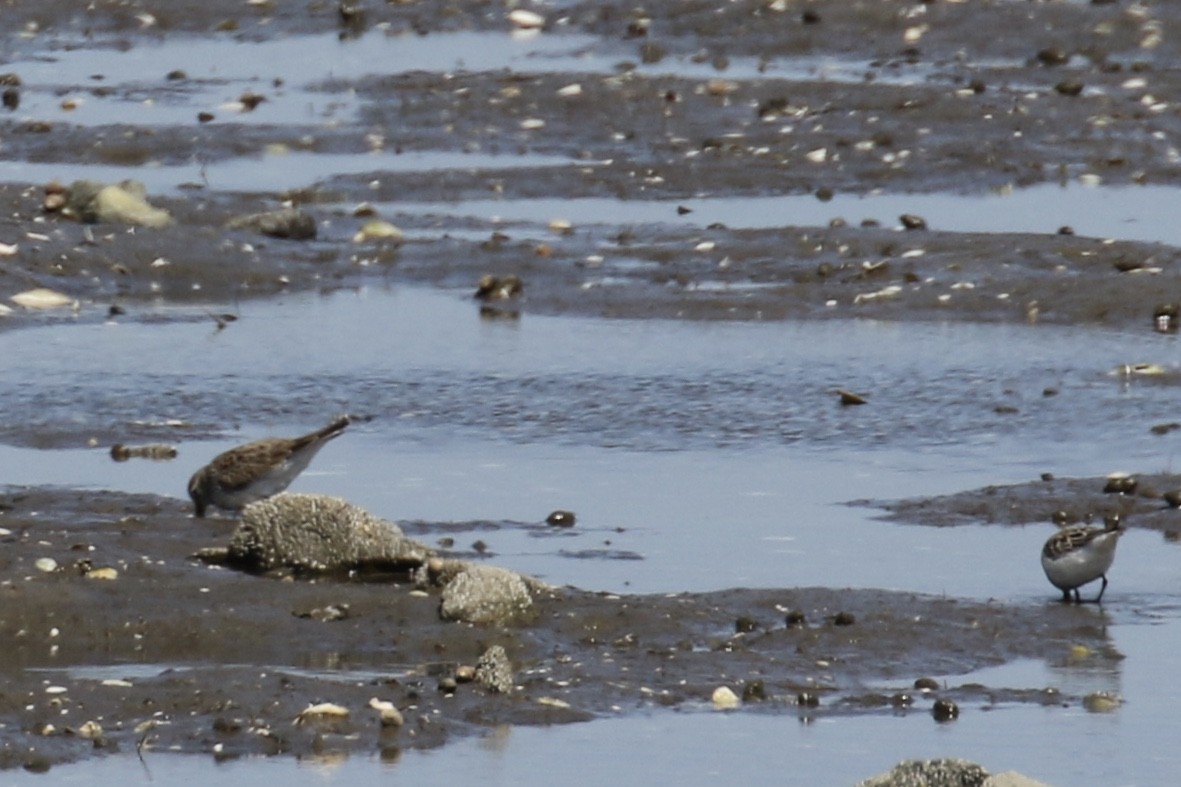 White-rumped Sandpiper - ML235010651