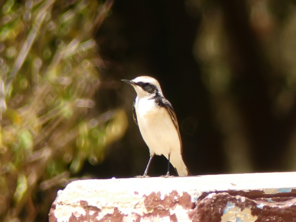 Pied Wheatear - ML235011561