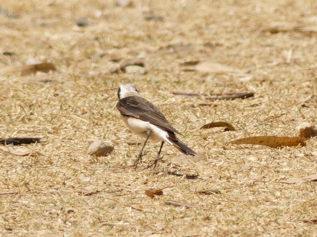 Pied Wheatear - ML235011591