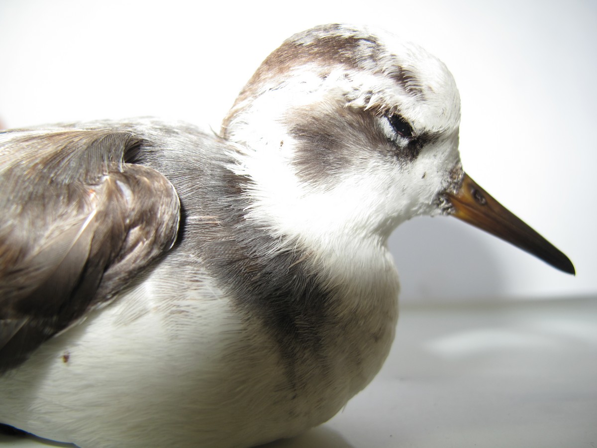 Red Phalarope - ML23501181