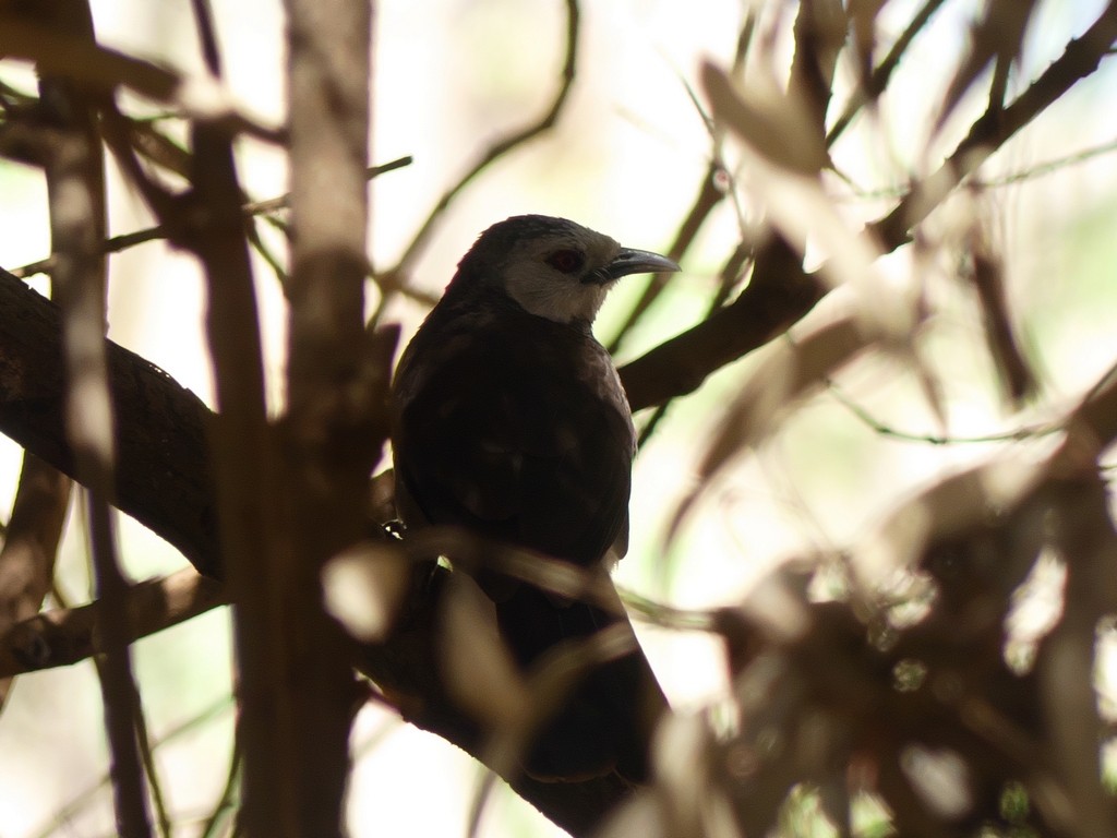 White-rumped Babbler - ML235011981