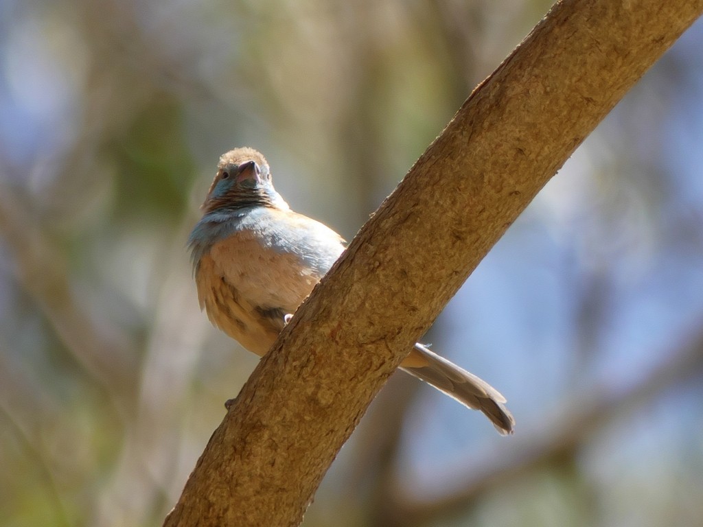 Red-cheeked Cordonbleu - ML235012301