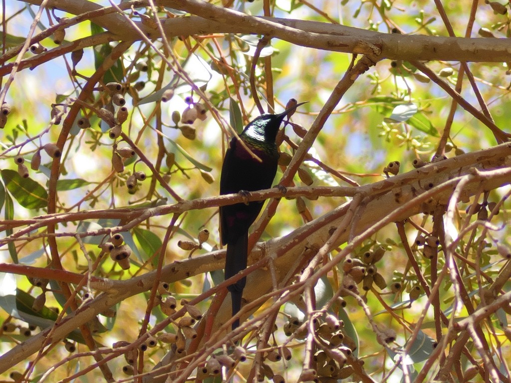 Tacazze Sunbird - Tommaso Renzulli