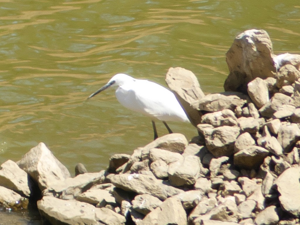 Little Egret - ML235012681