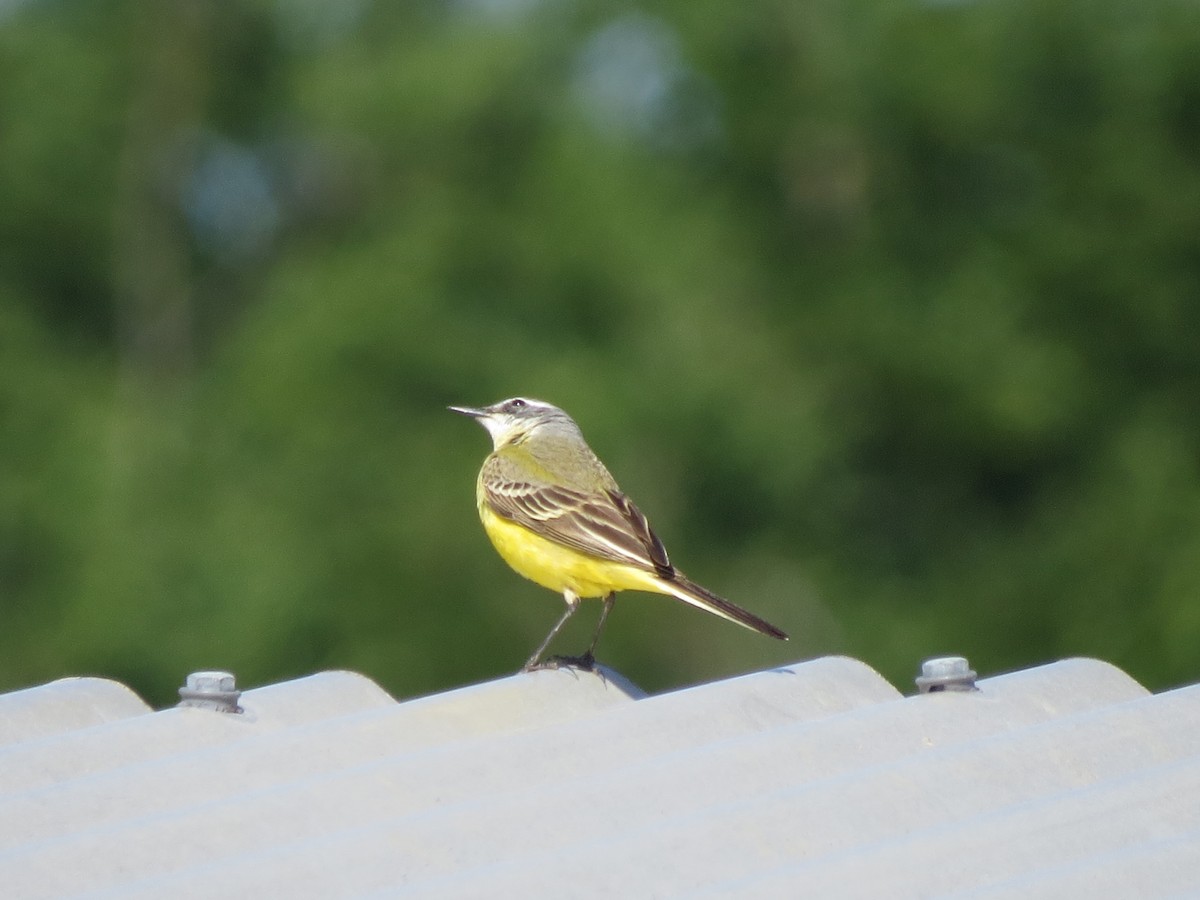 Western Yellow Wagtail - ML235013461