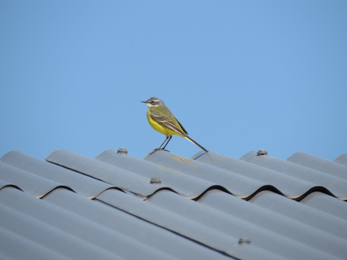 Western Yellow Wagtail - ML235013531