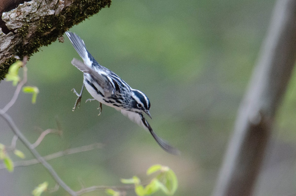 Black-and-white Warbler - ML235013671