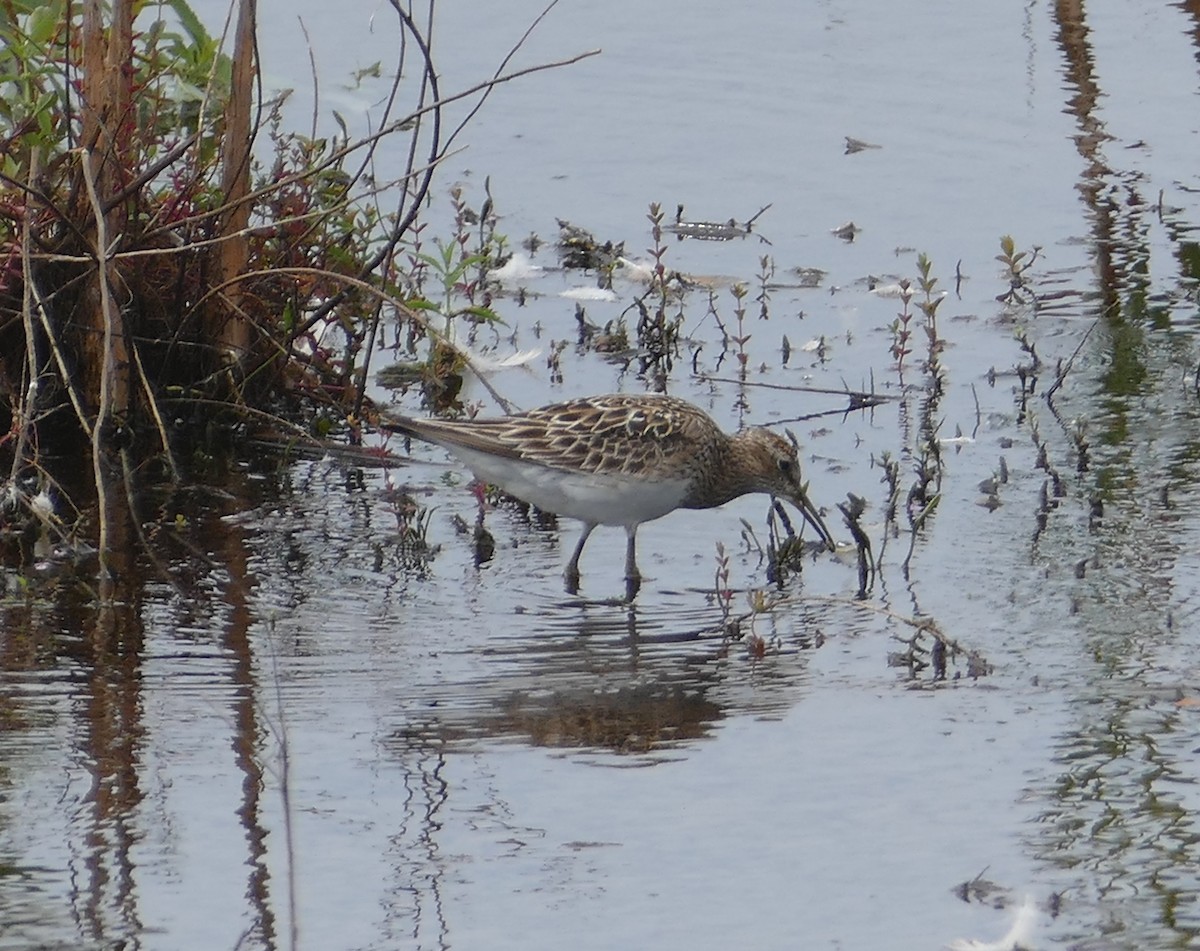 Bécasseau à poitrine cendrée - ML235013811