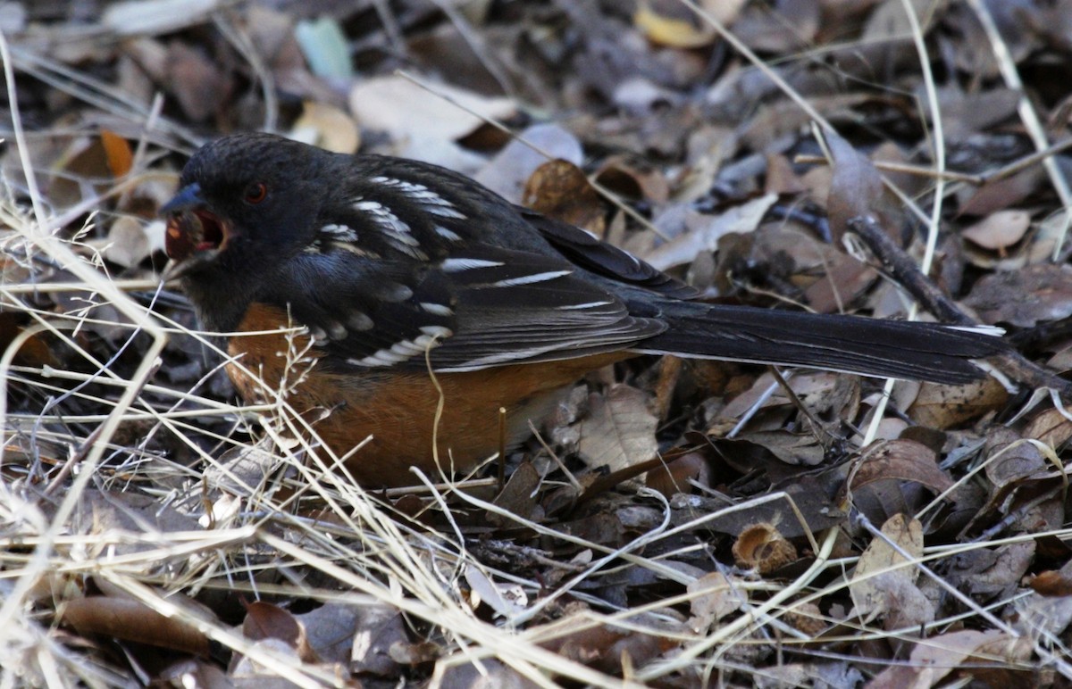 Spotted Towhee - ML235014181