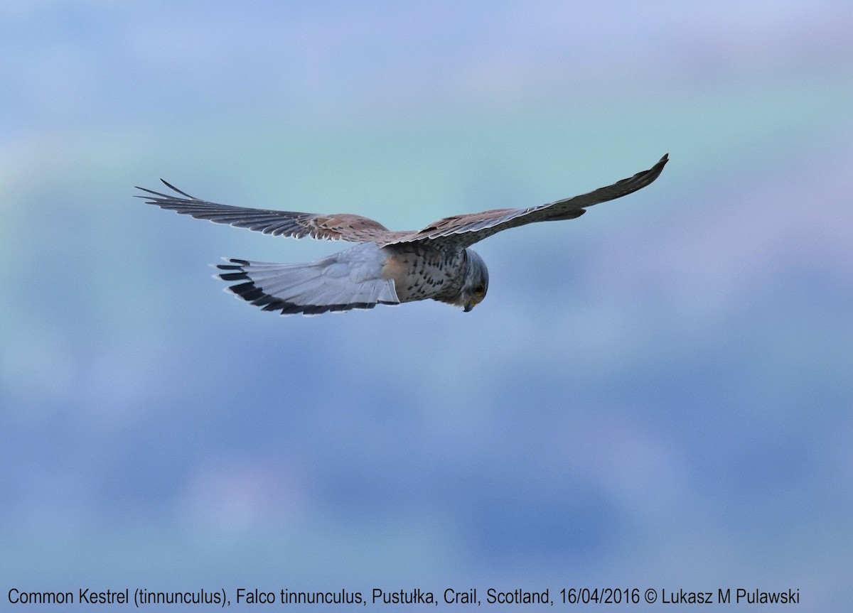 Eurasian Kestrel - ML235014741